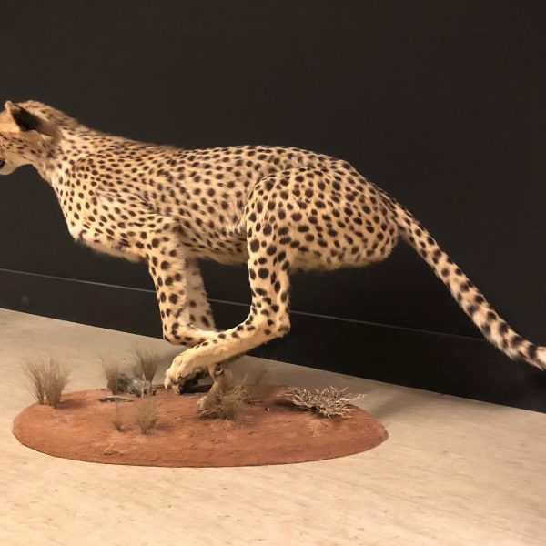 Cheetah Taxidermy - Image 4