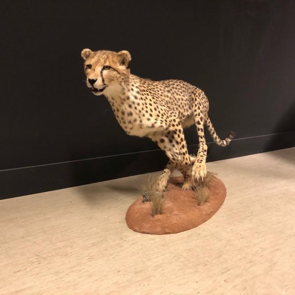 Cheetah Taxidermy - Image 3