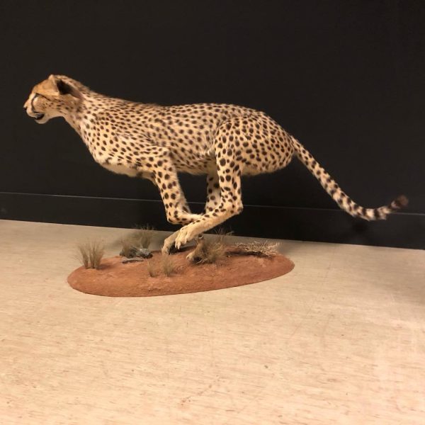 Cheetah Taxidermy