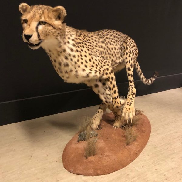 Cheetah Taxidermy - Image 2