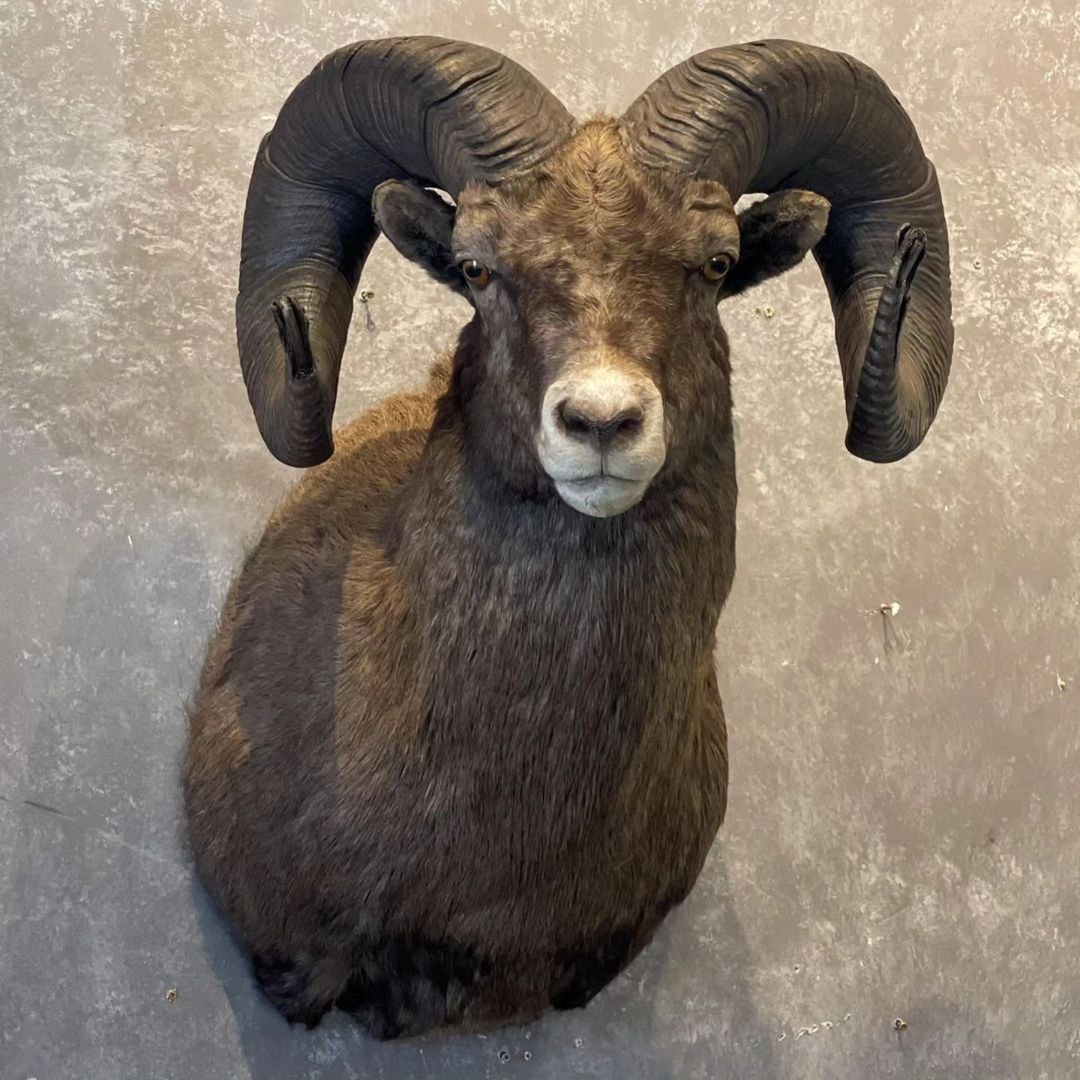 Bighorn Taxidermy Mount Taxidermy And Skulls