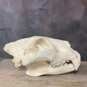 African Lion Skull