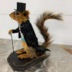 Squirrel Taxidermy