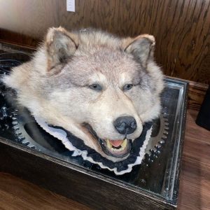Taxidermy Wolf Head For Sale