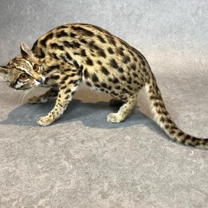 Taxidermy Asian Leopard Cat