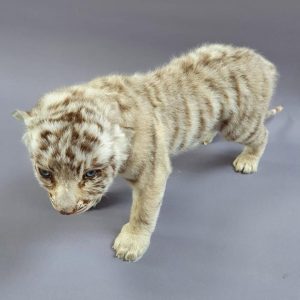 Taxidermy WHITE TIGER Cub