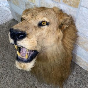 Lion head Taxidermy