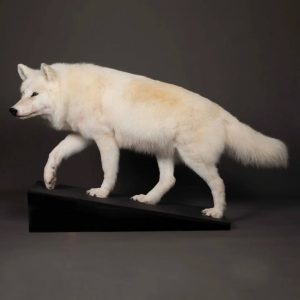 Polar Wolf Mount