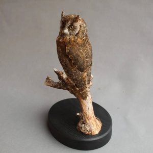 Owl Taxidermy