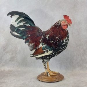 Rooster Taxidermy