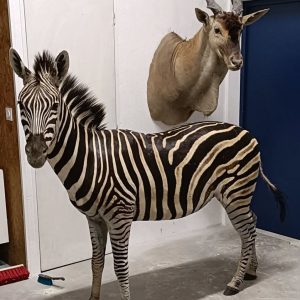 Zebra taxidermy full mount