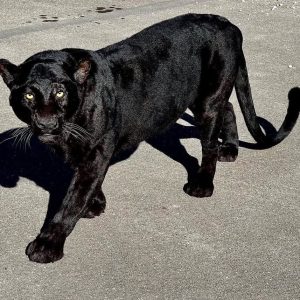 Black leopard taxidermy