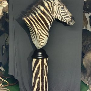 Zebra head taxidermy