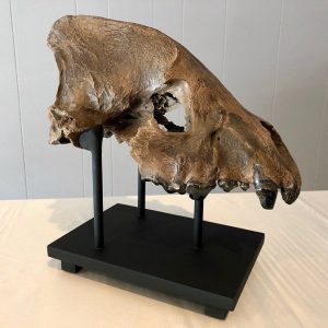 Cave Hyaena