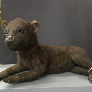 Hyena Taxidermy