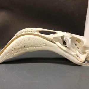 Flamingo Skull