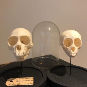 Spot-nosed Monkeys Skull