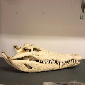 Siamensis Skull