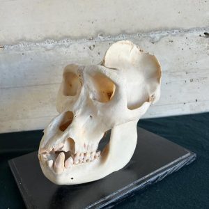 Male Gorilla Skull