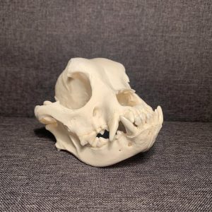 French Bulldog Skull