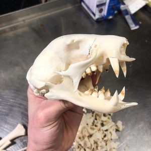 Sloth Skull