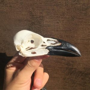 Raven skull for sale