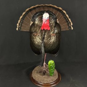Wild Turkey Taxidermy
