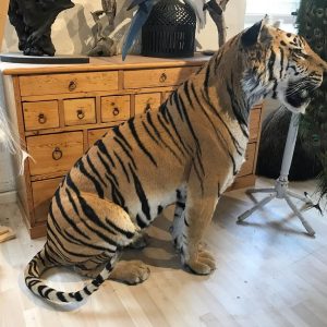 Taxidermy Young tiger mount