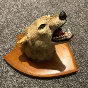 stunning chunky van ingen jackal head mount