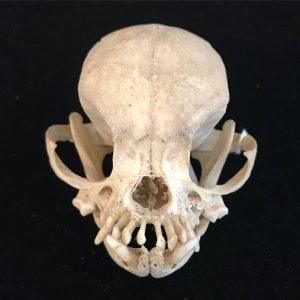 Pekingese dog brachycephalic skull, sourced from a Roemenië veterinair institute. Also a lot of other pure breeds available.