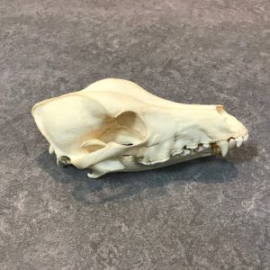 Pure breed Saluki . The Saluki, also known as Persian Greyhound or Tazi dog . Skull or complete skeleton. Sourced from a Roemenië veterinair institute.