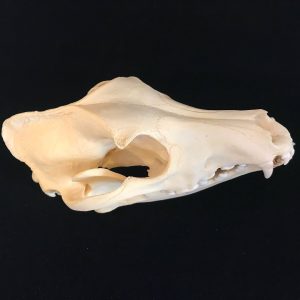 German sheppard skull, sourced from a roemenian veterinairian institute. Also more pure breed dog skulls available.