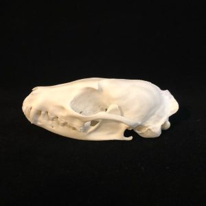 perfect genet cat skull, all teeth and turbinates present.
