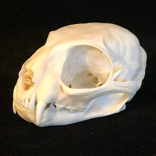 Asian Leopard cat, Prionailurus bengalensis. Perfect skull, all teeth and nasal turbines present. Zoo animal died of natural cause, with proper paperwork. - Image 3
