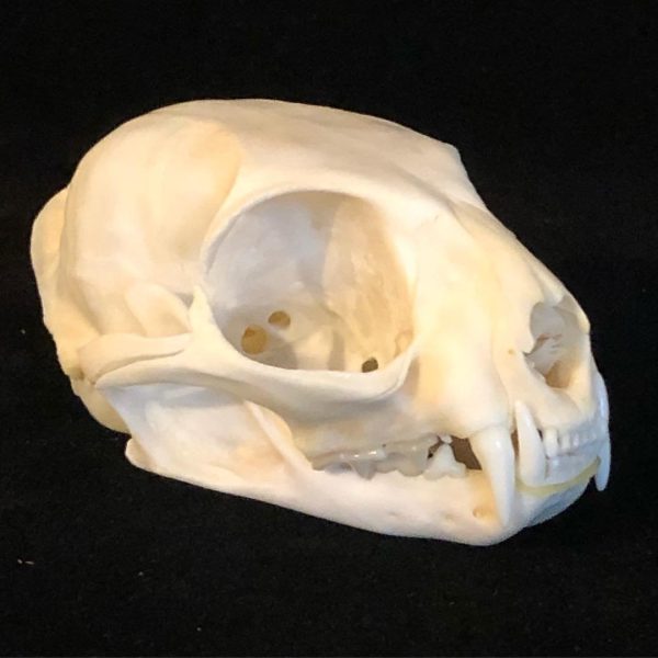 Asian Leopard cat, Prionailurus bengalensis. Perfect skull, all teeth and nasal turbines present. Zoo animal died of natural cause, with proper paperwork. - Image 2