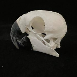 Extremely rare macaw species , zoo animal died of natural cause with proper paperwork.