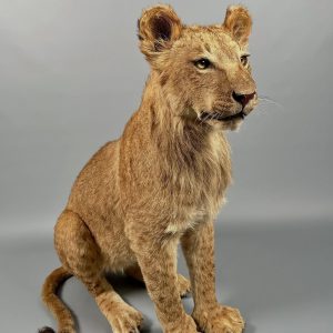 taxidermied lion cub. (Panthera leo leo)