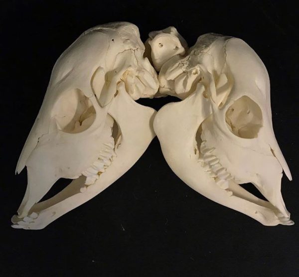Two Headed Calf Skull