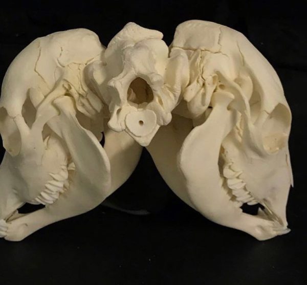 Two Headed Calf Skull - Image 2