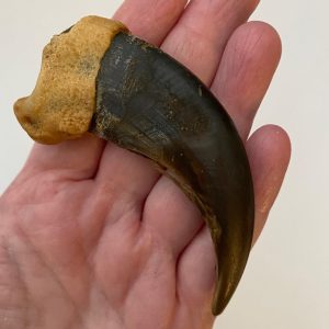 Grizzly Bear Claw