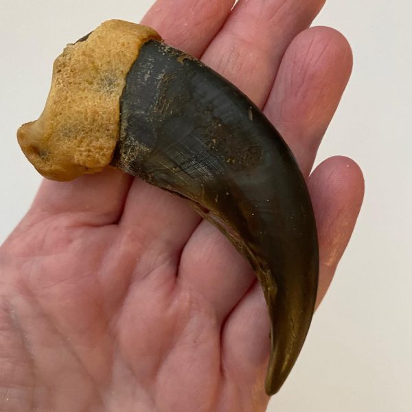 Grizzly Bear Claw