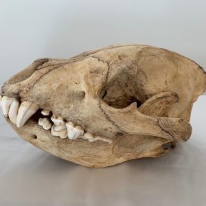 Hyena Skull