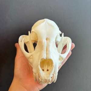 Cat skull