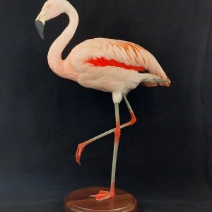 A rare Chilean flamingo
