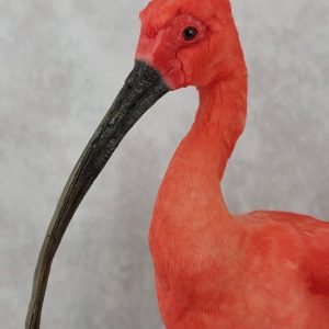 Scarlet ibis now available!!. The piece stands 19" tall