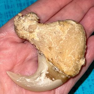 Bengal Tiger Claw. Beautiful and majestic specimen. vintage claw from tiger that passed naturally at a zoo many years ago