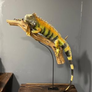 taxidermied (stuffed and mounted) green iguana (Iguana iguana), a large lizard native to Central and South America. It's posed in a natural climbing position on a wooden