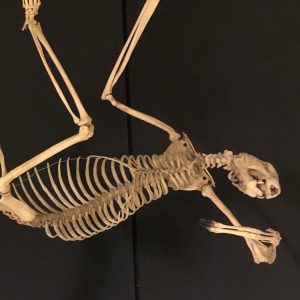 Sloth skelleton