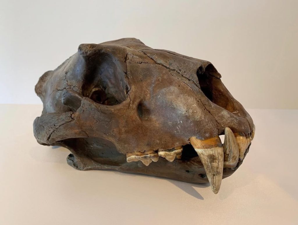 cave-lion-skull-a-pleistocene-cave-lion-cranium-from-russia-discovered
