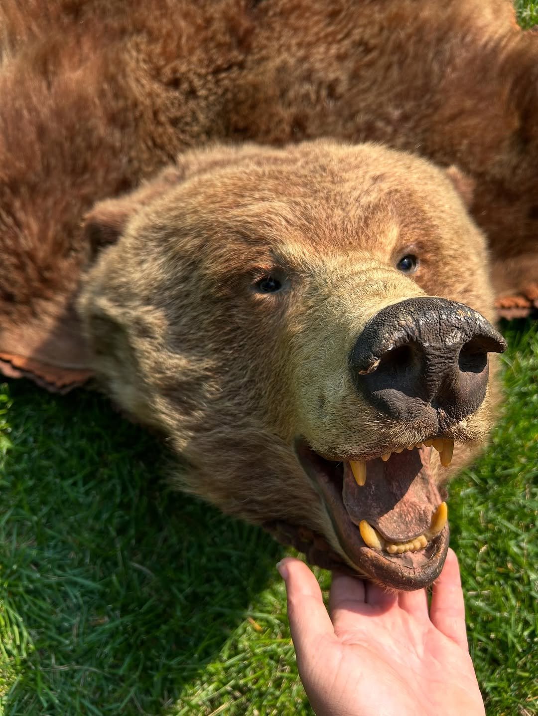 Big beautiful grizzly bear skin rug. Vintage (1970s-1980s), and in great shape. Double felted in shades of brown. Very professional work, with gorgeous golden-tipped fur so thick you can loose a hand in it!